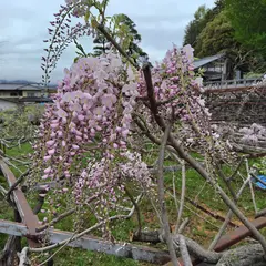 阿島の大藤