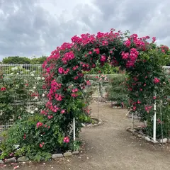 王子製紙バラ園