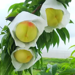 小笠原ファーム