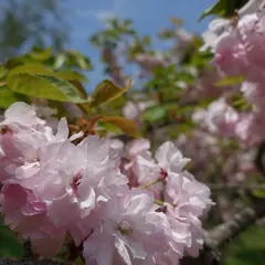 里桜園（多摩森林科学園内）