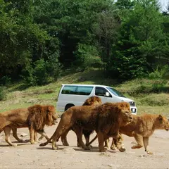 秋吉台自然動物公園 サファリランド