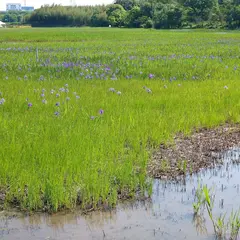 小堤西池のカキツバタ群落