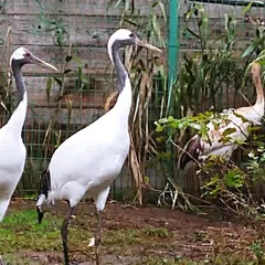 丹頂鶴自然公園