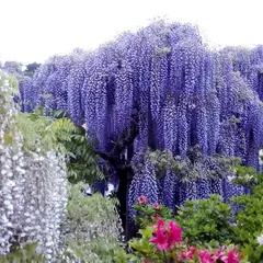 迫間自然観察公園