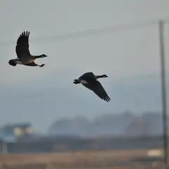 蕪栗沼