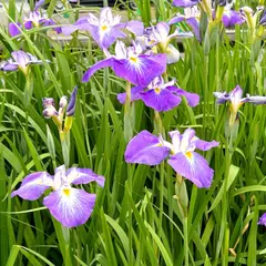 曽根城公園菖蒲園