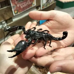 いきもの探検隊 岸和田店