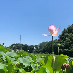 田口町ホタルの里