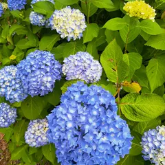 ふれあいの森
