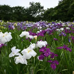 池田池公園 菖蒲園