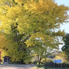 白幡のいちょう