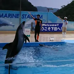 ドルフィンビーチ