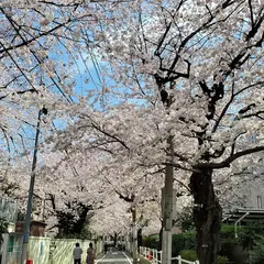 染井よしの桜の里公園
