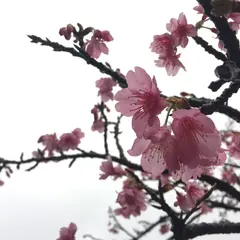 八重岳桜の森公園