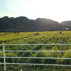日野の菜の花畑