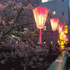 目黒川桜