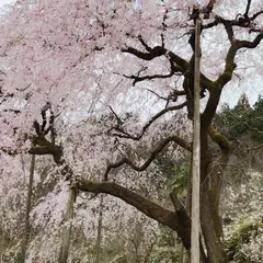 田ノ頭のしだれ桜