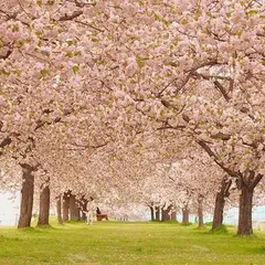 年 上高井郡小布施町のおすすめ桜スポットランキングtop4 Holiday ホリデー
