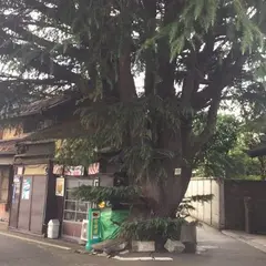 谷中ヒマラヤ杉