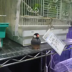 小鳥のやど