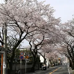 桜道（バス）