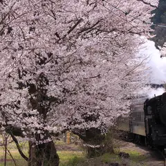 家山桜トンネル