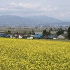 八木沢