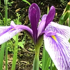 智光山公園花菖蒲