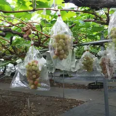 東村山ぶどう園