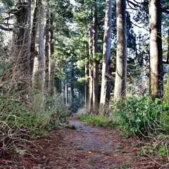 旧東海道 箱根宿の杉並木