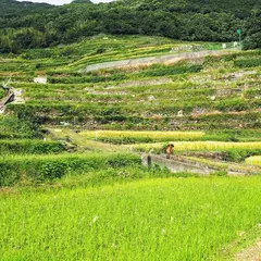 中山千枚田