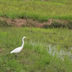 四万十川野鳥自然公園