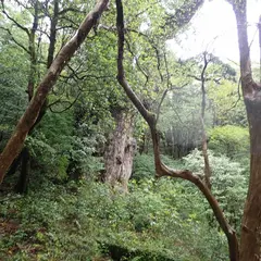 縄文杉