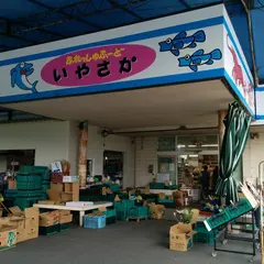 ぎゅーとら鳥羽西店