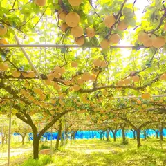秋月観光りんご・梨狩園