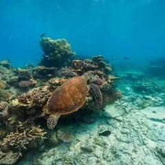 Great Barrier Reef（グレートバリアリーフ）