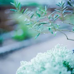 オリーブ染め工房 木の花、カフェ ラ・モーヴ