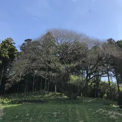 そば処山崎