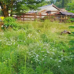 野間の大けやき