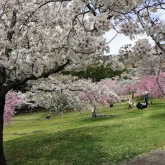天狗の松