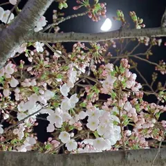 桜之町