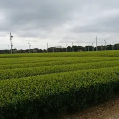 壮大な茶畑
