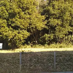 森林公園