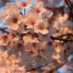 くにたちサイゴン桜