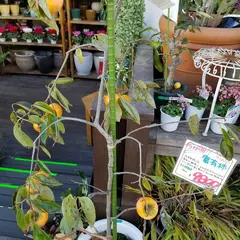 ヴェルデステ