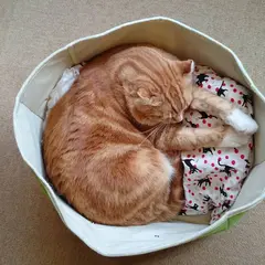 猫カフェ ラグドール 千日前店