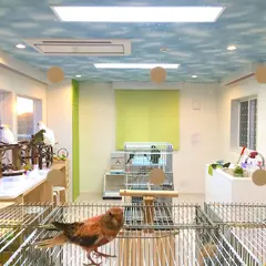 佐世保の鳥カフェ ふわふわインコ