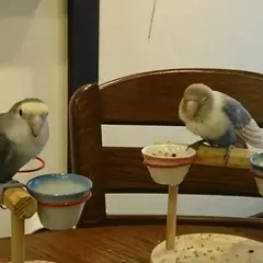フクロコウジ カフェ