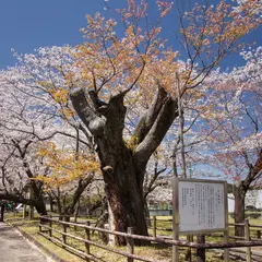 母智丘関之尾公園