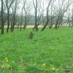 入田ヤナギ林